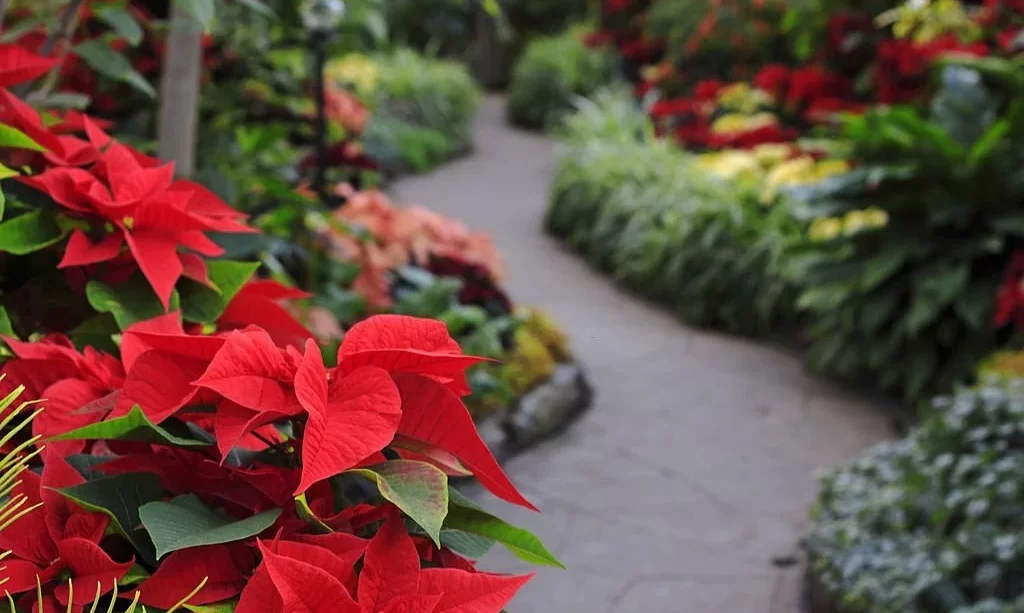 Tropical garden decorated with red poinsettia