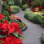 Tropical garden decorated with red poinsettia