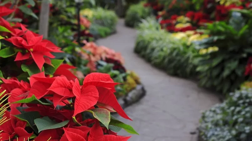 Tropical garden decorated with red poinsettia