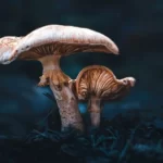 Two Mushrooms in a Dark Forest