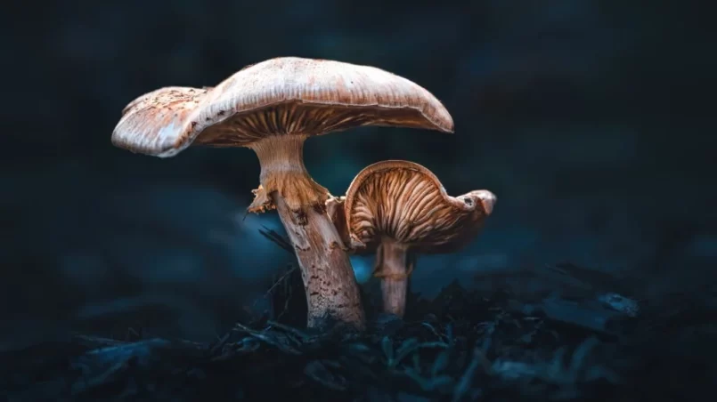 Two Mushrooms in a Dark Forest