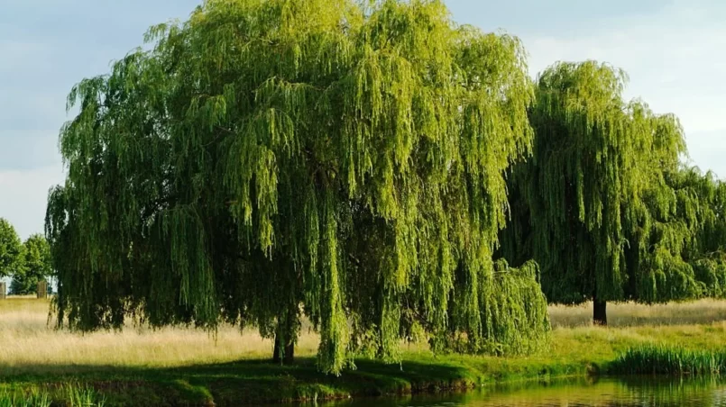 Two Weeping willow trees