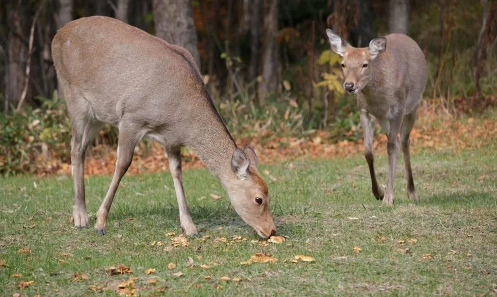 Two deer grazing in a field of brown mushrooms