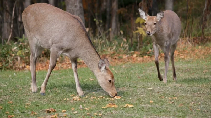 Two deer grazing in a field of brown mushrooms