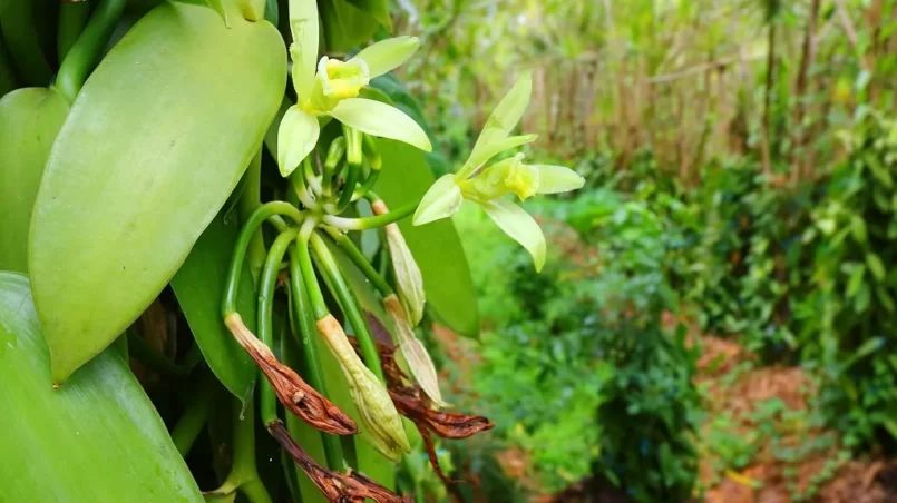 Vanilla flowers plantation