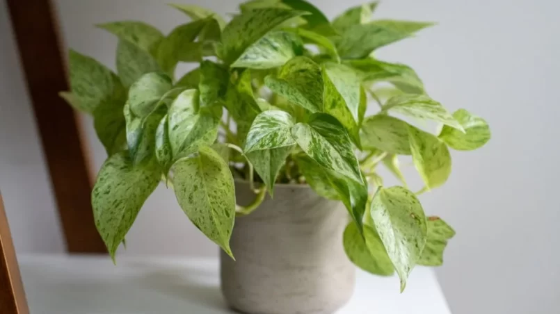 Variegated pothos plant