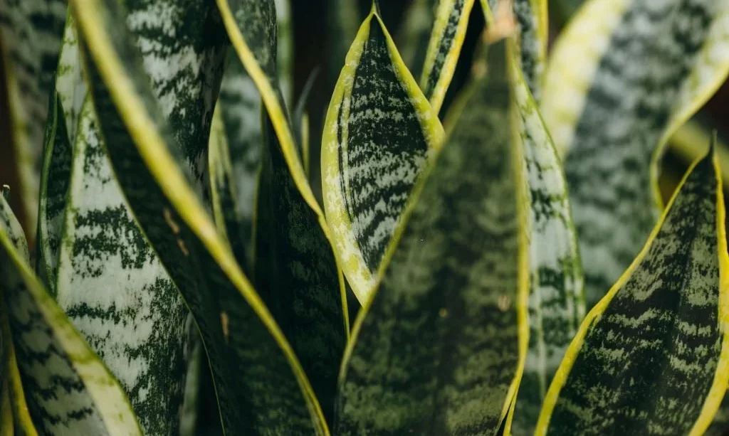 Variegated tropical leaves pattern of snake plant