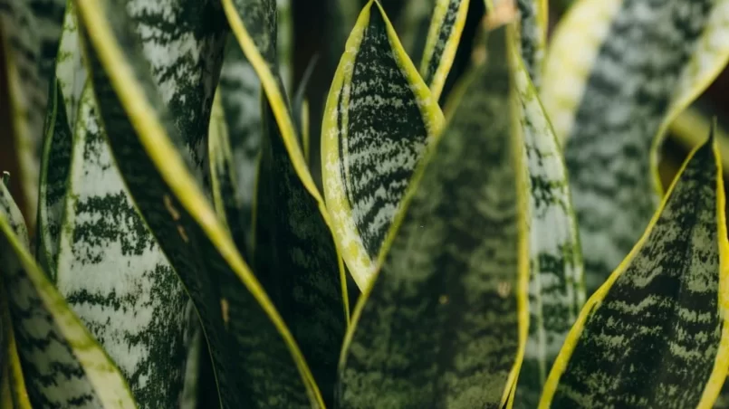 Variegated tropical leaves pattern of snake plant