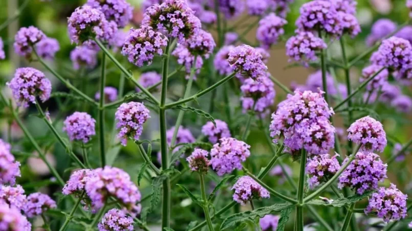 Verbena bonariensis 'Meteor Shower' flowers