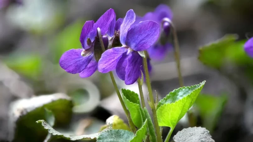 Viola riviniana