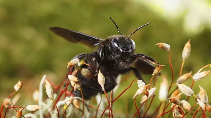 Violet carpenter bee on moss