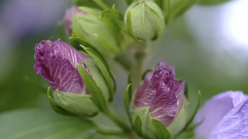 Violet flowers