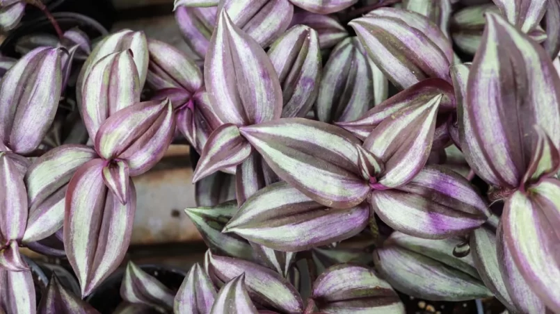 Wandering Jews plant