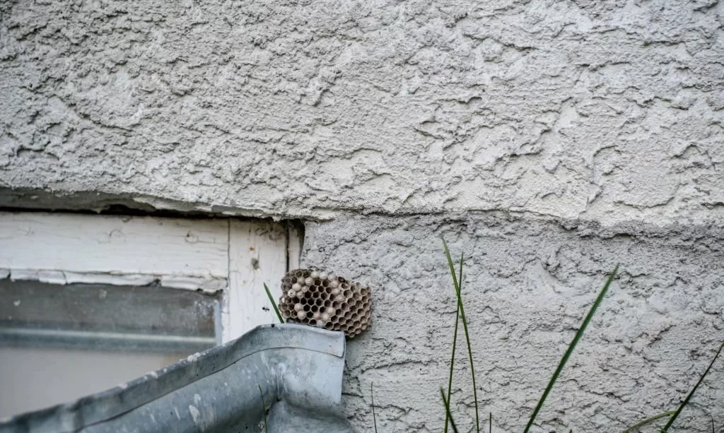 Wasp Nest Found in Basement Window