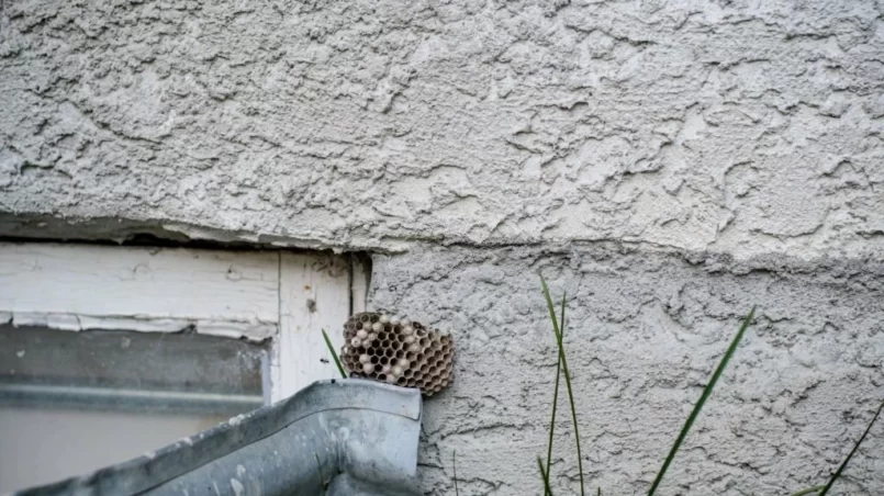 Wasp Nest Found in Basement Window