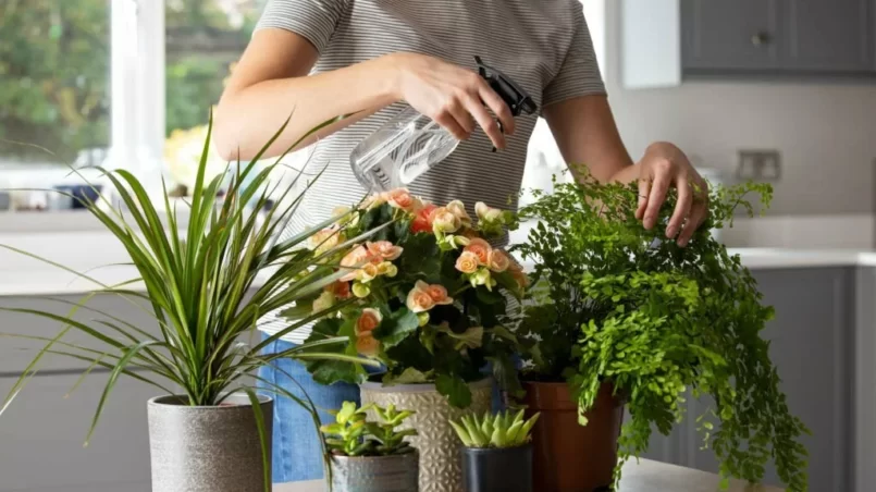 Watering House Plants