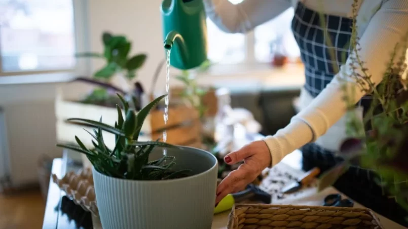 Watering potted aloe vera