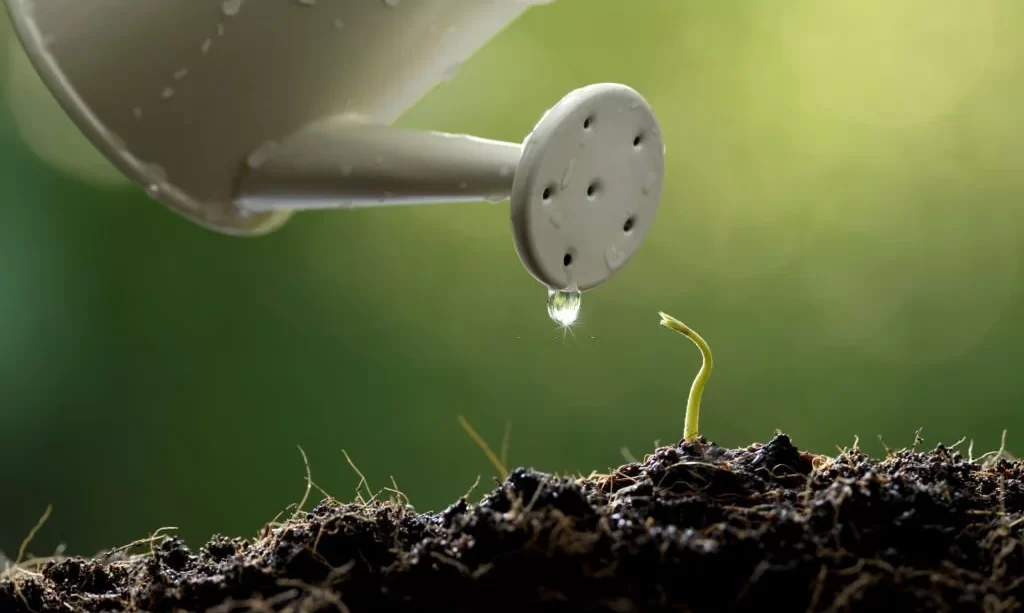 Watering sunflower sprout