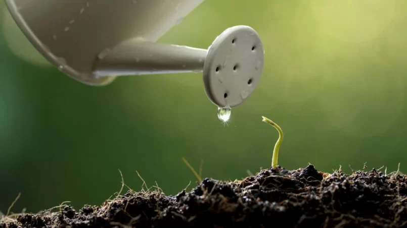 Watering sunflower sprout