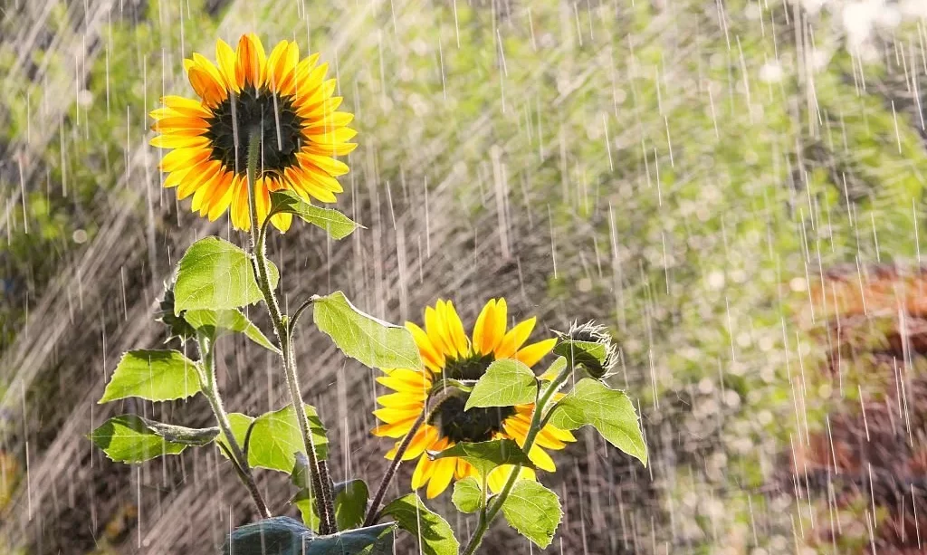 Watering the garden with sunflowers