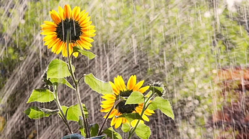 Watering the garden with sunflowers