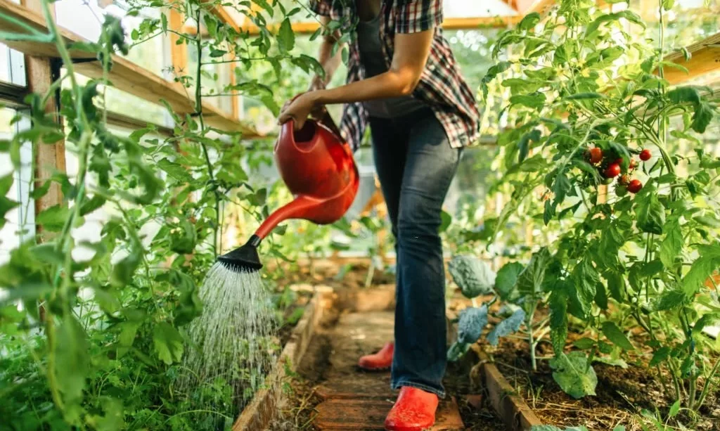 Watering tomato plant in greenhouse
