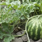 Watermelon plant