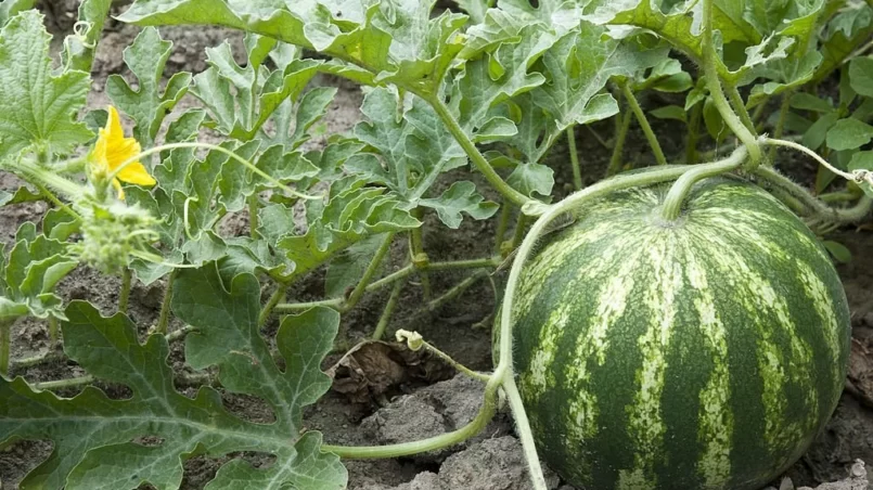 Watermelon plant