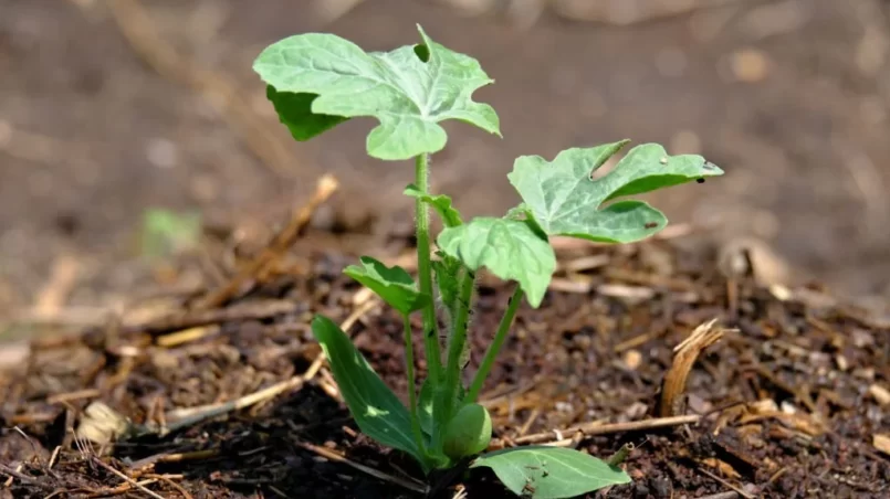 Watermelon seedlings that grow well