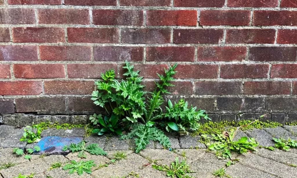 Weeds growing up through bricks