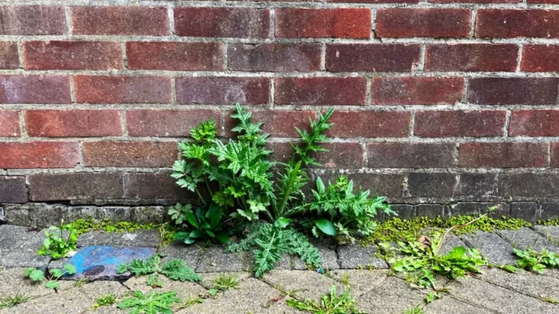 Weeds growing up through bricks