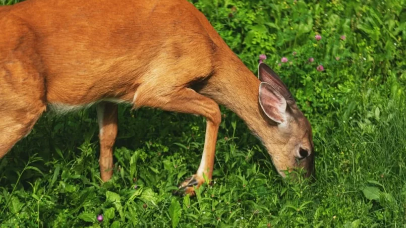 White Tailed Deer eating grass