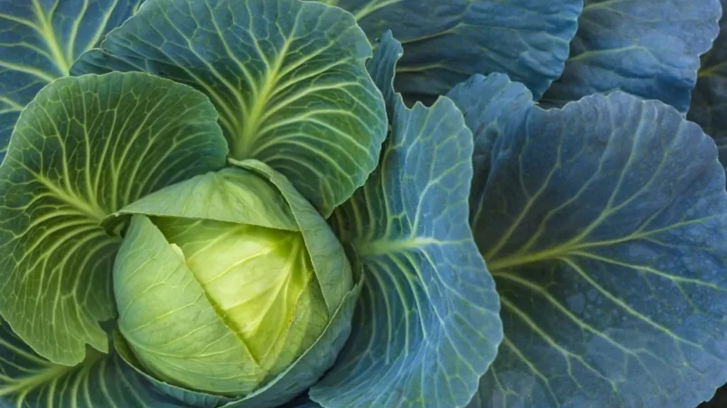 White cabbage in the garden