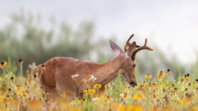 White tail deer eating flowers