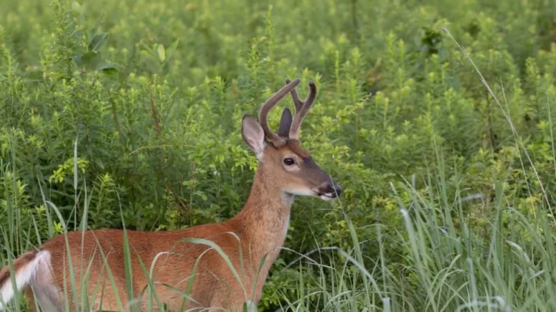 White-tailed Buck grazing