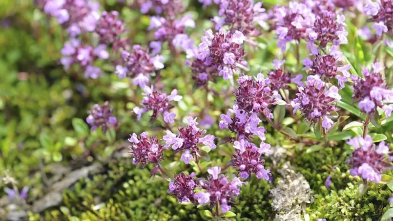 Wild Thyme or Creeping Thyme