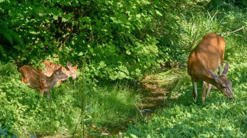 Wild deer mother and fawn