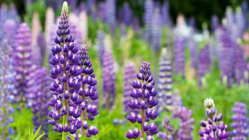 Wild lupines