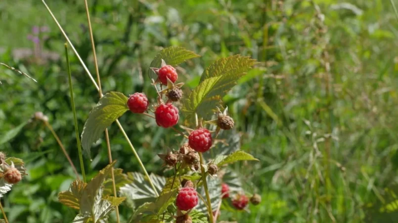 Wild raspberries