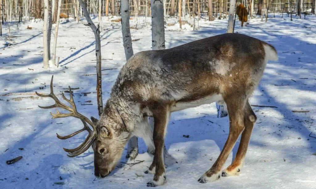 Wild reindeer at winter forest