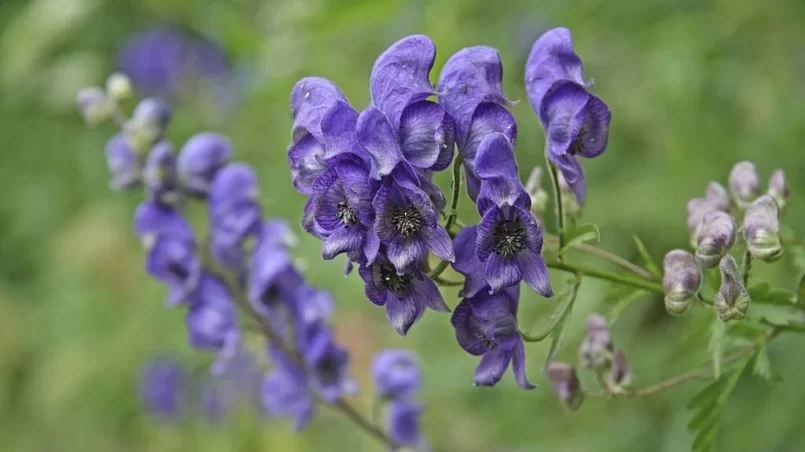 Wolfsbane