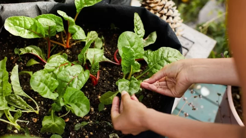 Woman examining spinach plants