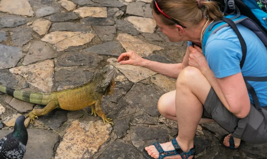 Woman feeding iguana