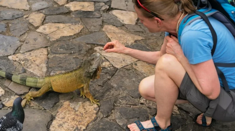 Woman feeding iguana