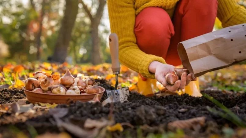 Woman planting tulip bulbs in a flower bed