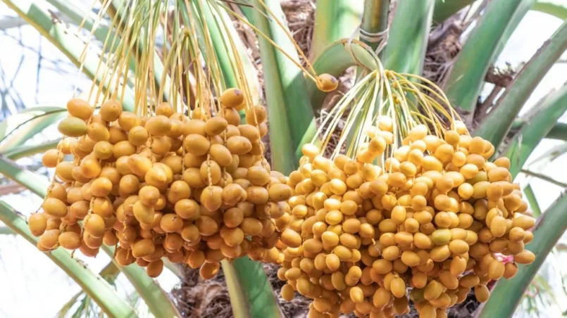 Yellow Date fruits (Phoenix Dactylifera) in the clusters on palm tree