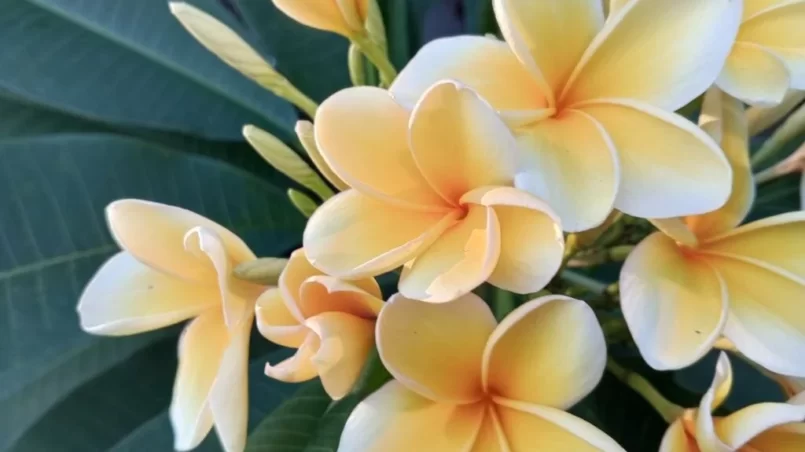 Yellow cambodia or Plumeria obtusa