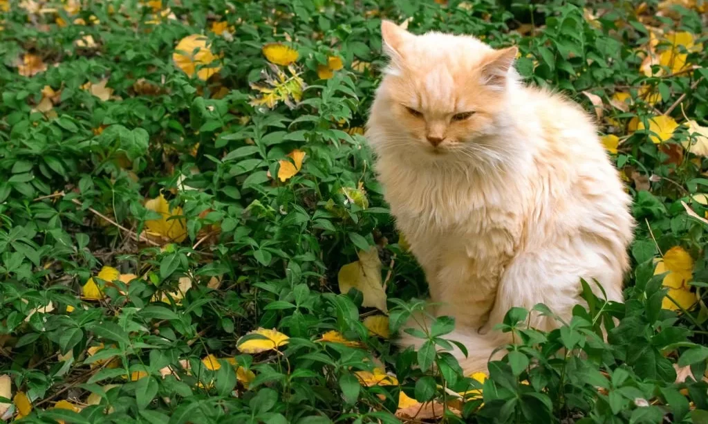 Yellow cat on grass among autumn leaves