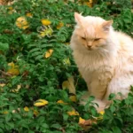 Yellow cat on grass among autumn leaves