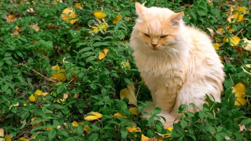 Yellow cat on grass among autumn leaves